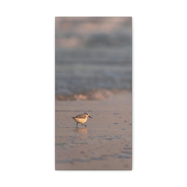 Sanderling in Soft Dusk Light - Canvas