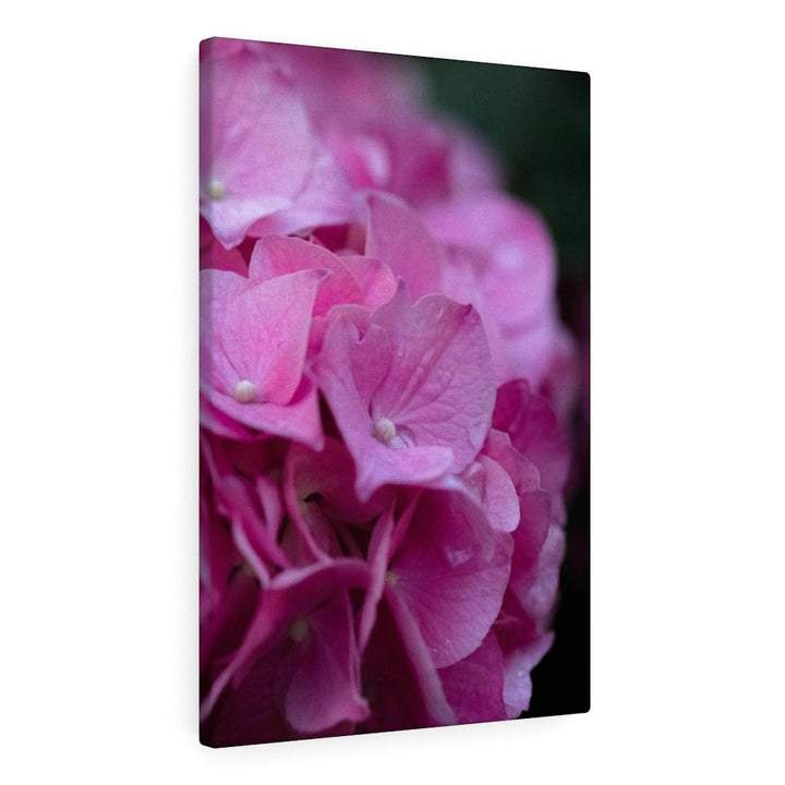 Pink Hydrangea Detail - Canvas