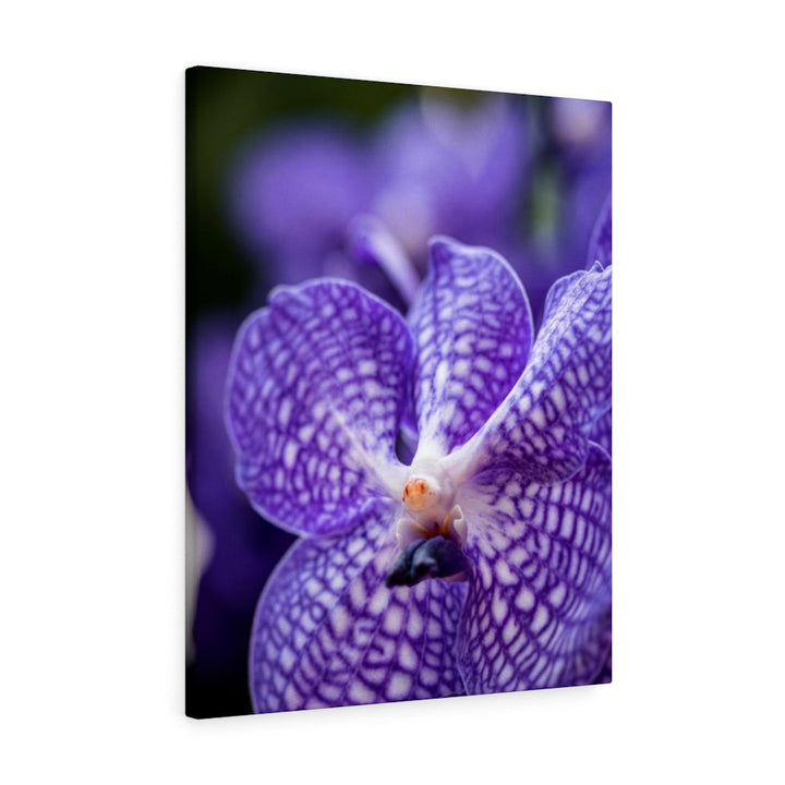 Orchid Detail - Canvas