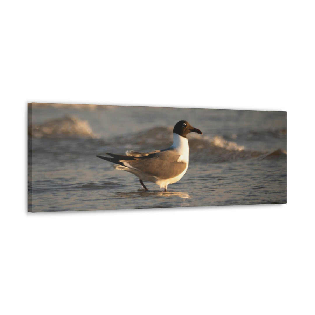 Laughing Gull in the Surf - Canvas