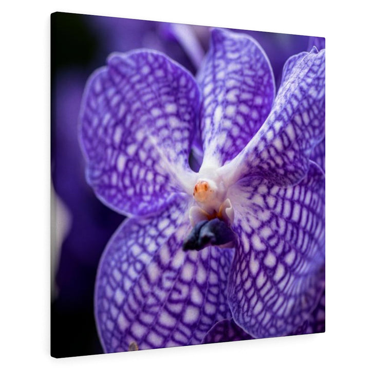 Orchid Detail - Canvas