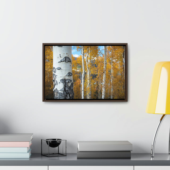 Aspens Changing - Canvas with Frame