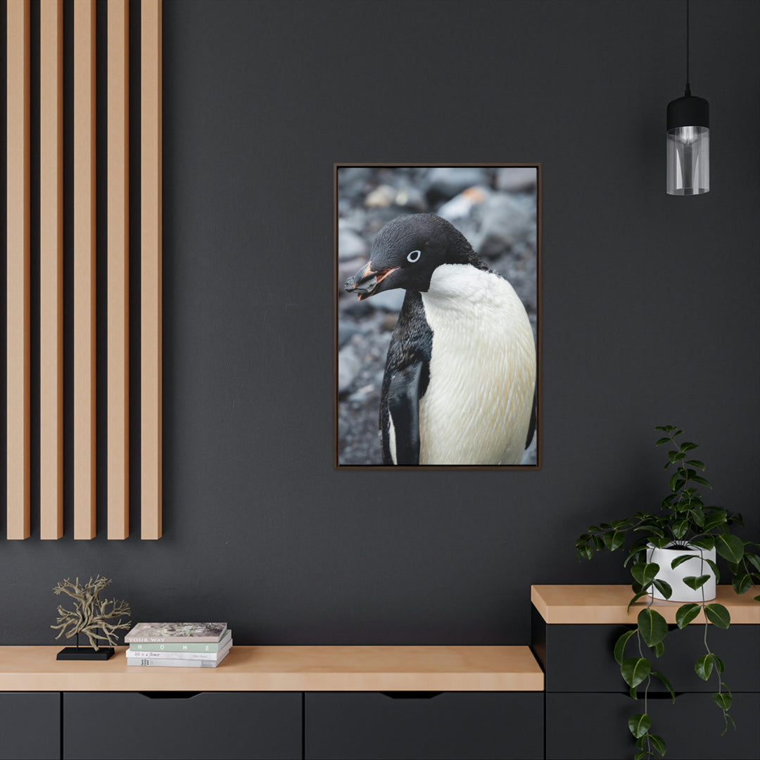 A Penguin's Pebble - Canvas with Frame