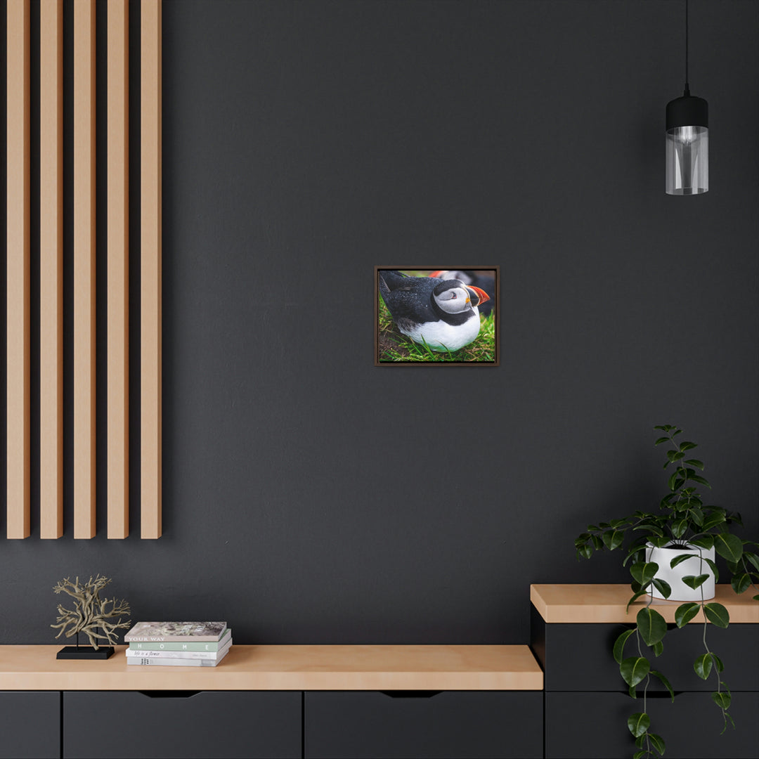 Resting Puffin - Canvas with Frame