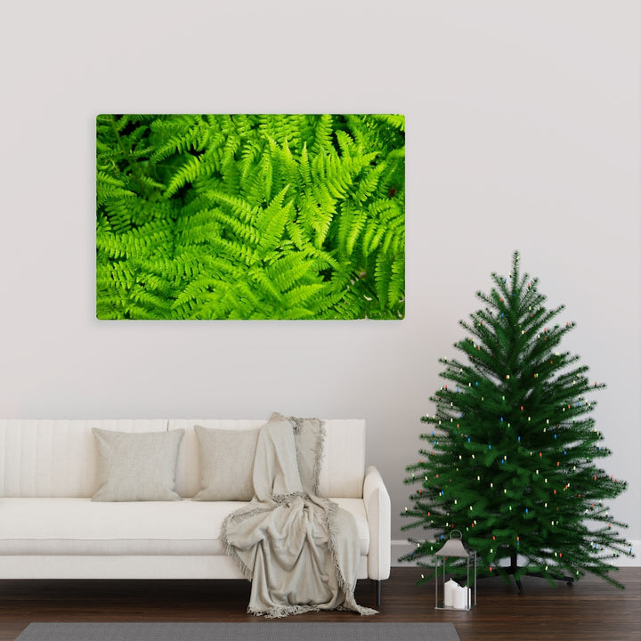 Ferns, Ferns, Ferns - Canvas