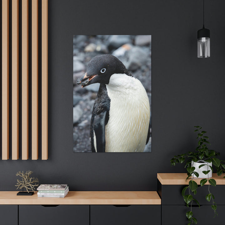 A Penguin's Pebble - Canvas