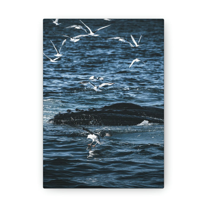 Humpback Hello - Canvas