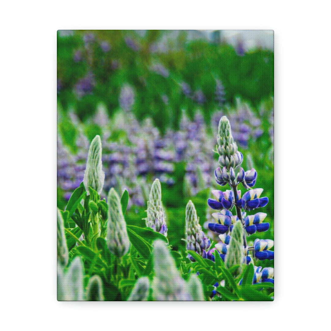 Glowing Lupin with Mountains - Canvas