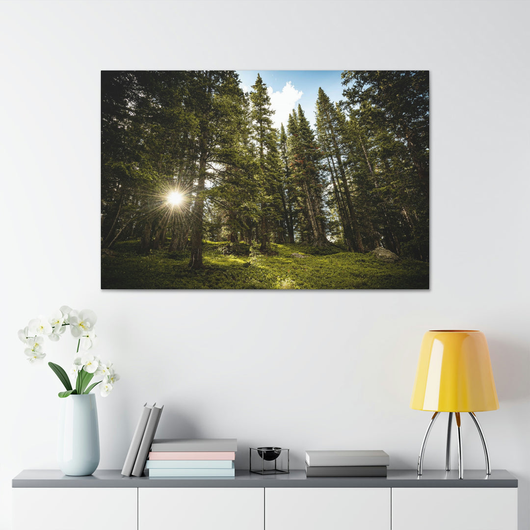 Forest Light - Canvas