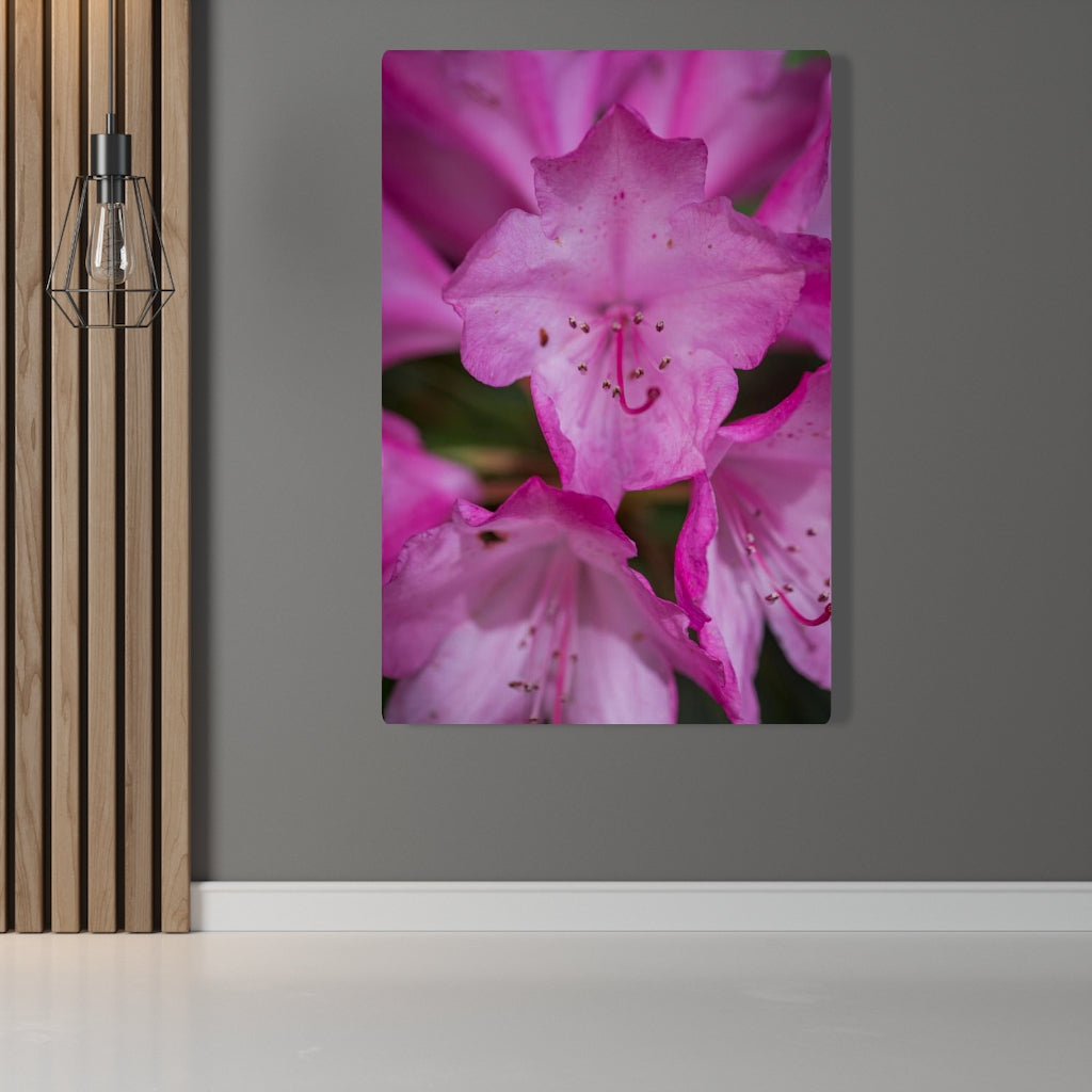 Soft Pinks - Canvas