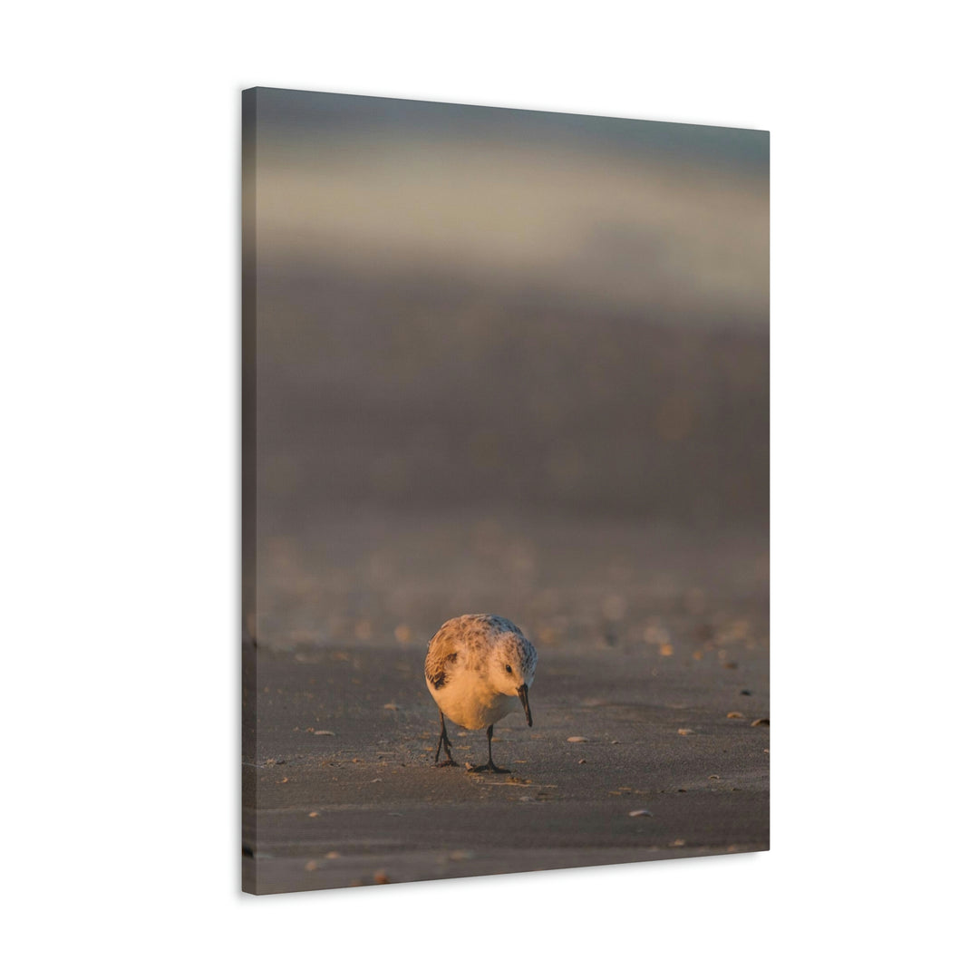 Feeding Sanderling - Canvas