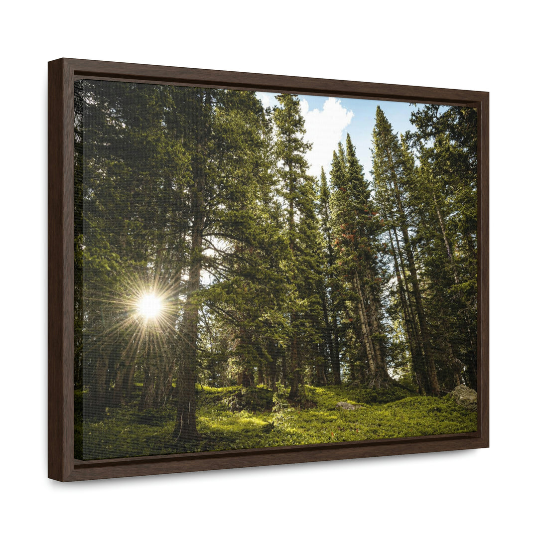 Forest Light - Canvas with Frame