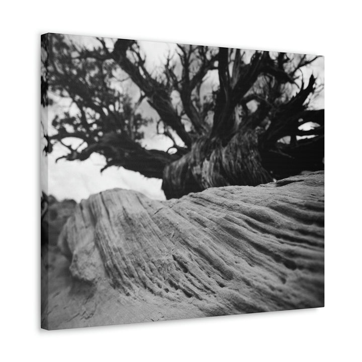 Desert Reach in Black and White - Canvas