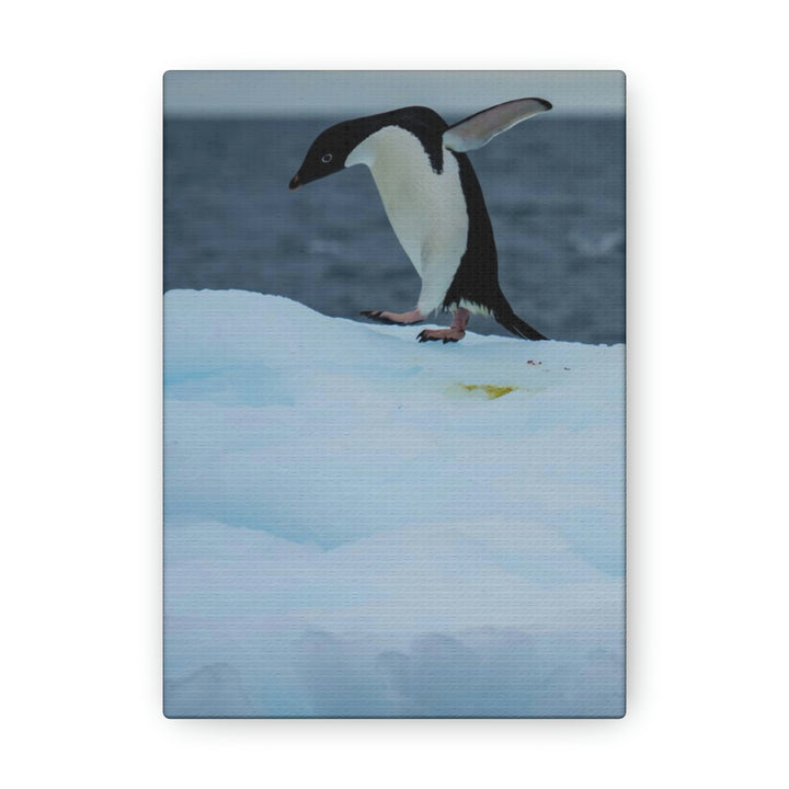 Penguin Dance - Canvas