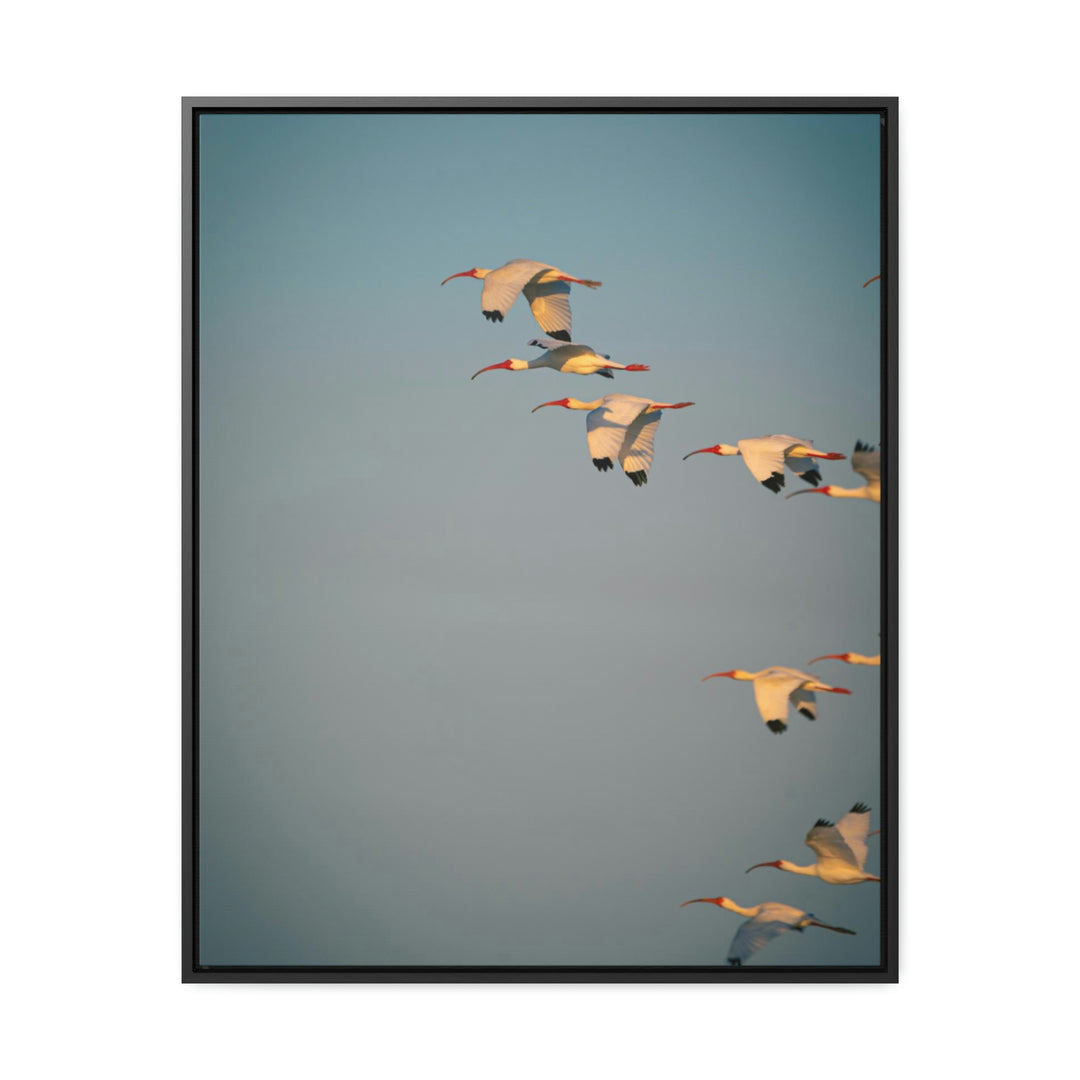 White Ibis in Flight - Canvas with Frame