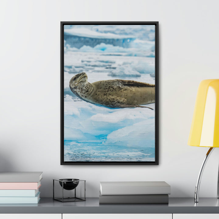 Leopard Seal Relaxing - Canvas with Frame