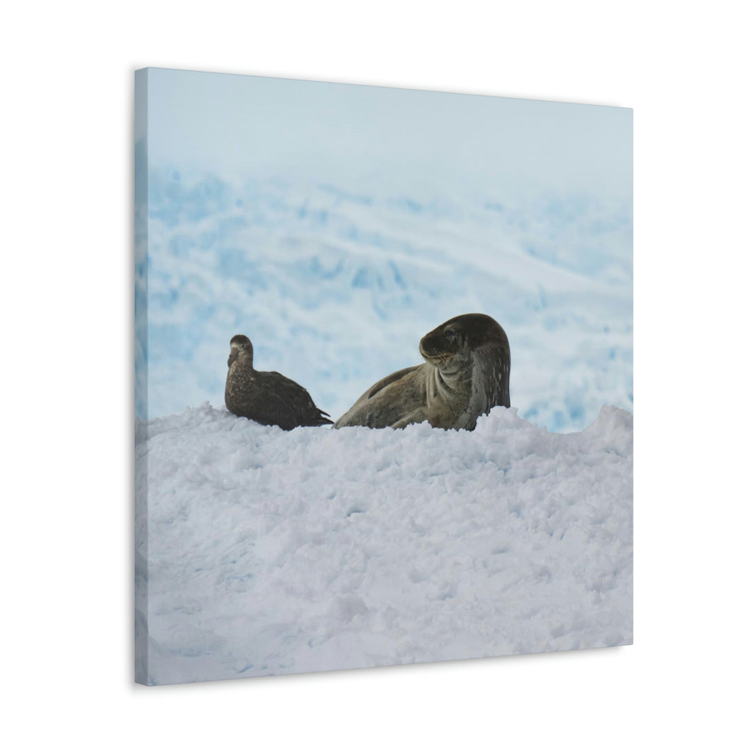 A Resting Pair - Canvas