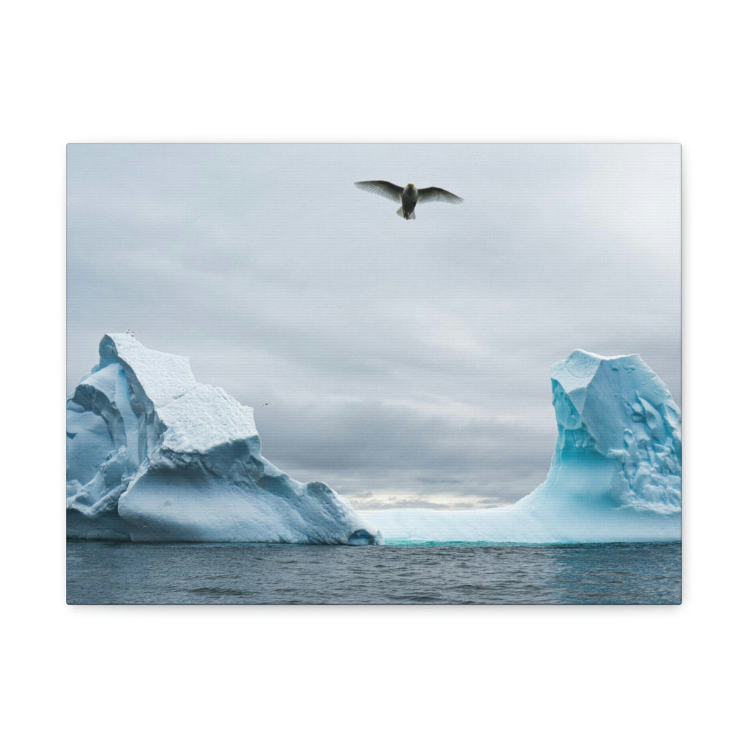 Antarctic Flight - Canvas