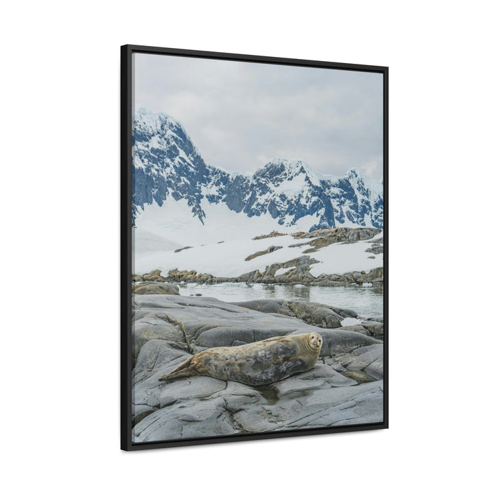 Weddell Relaxing - Canvas with Frame