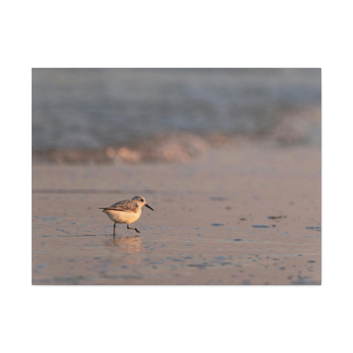 Sanderling in Soft Dusk Light - Canvas