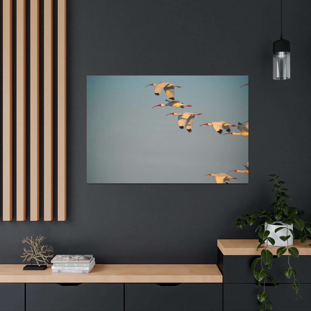 White Ibis in Flight - Canvas