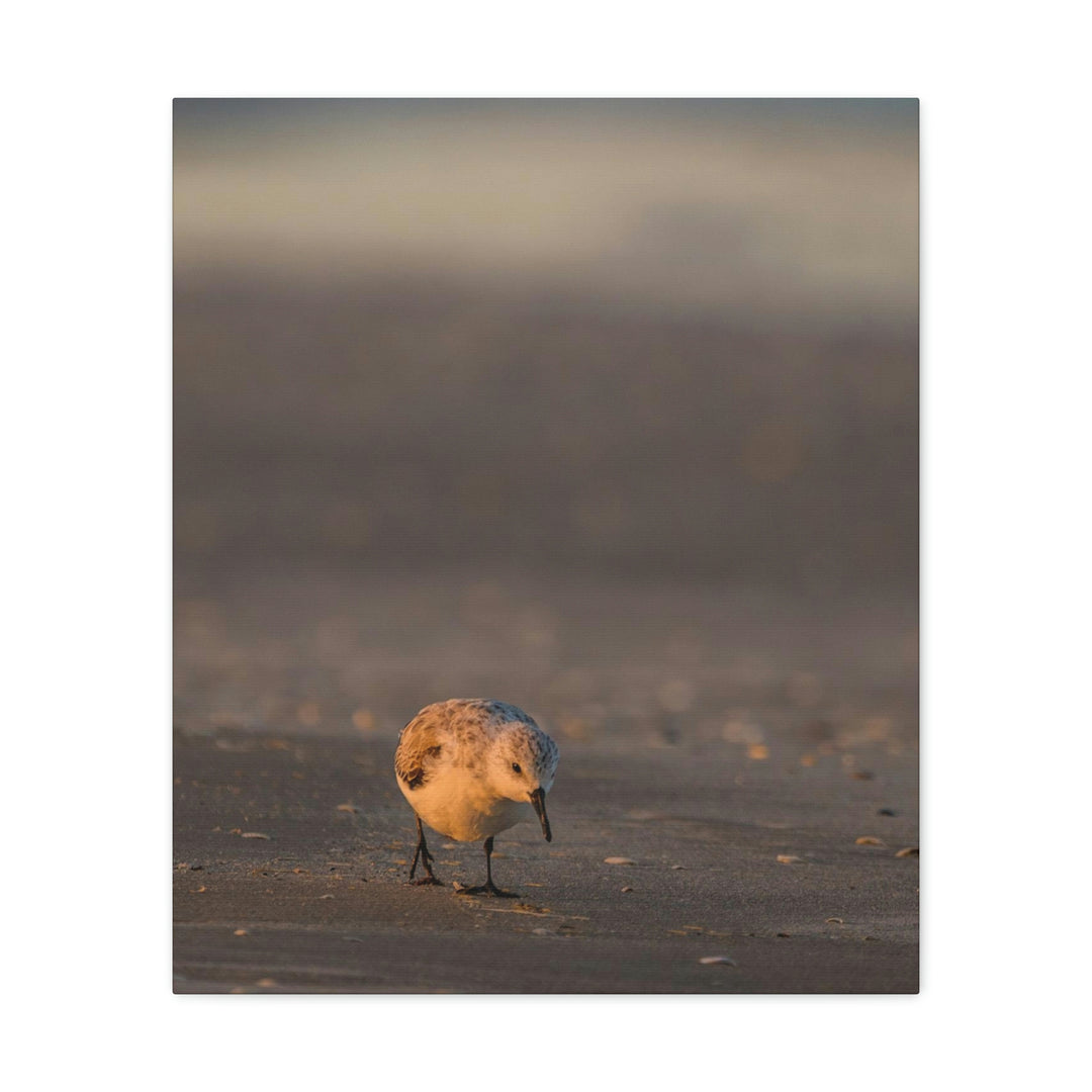 Feeding Sanderling - Canvas