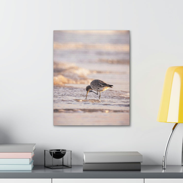 Willet Itch - Canvas