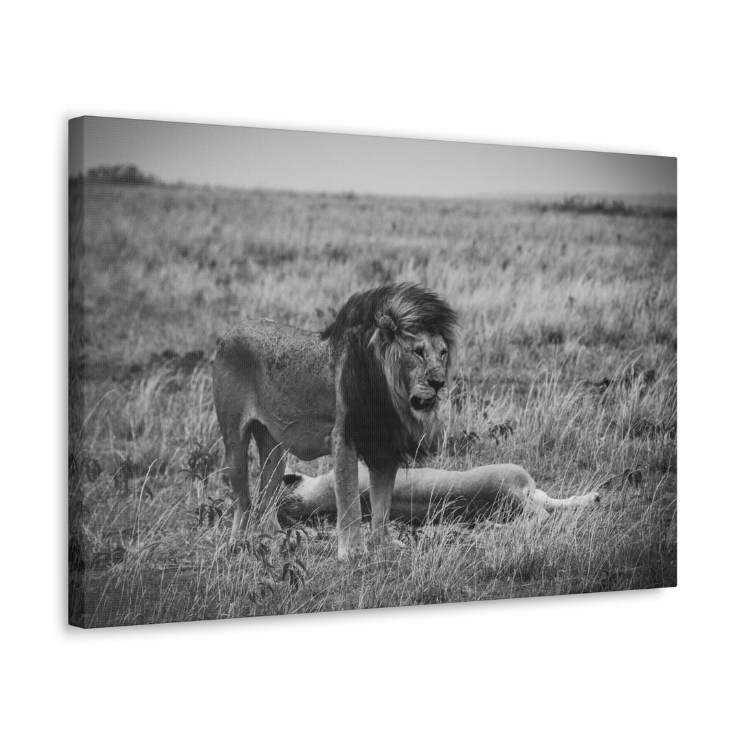 Mating Lions in Black and White - Canvas