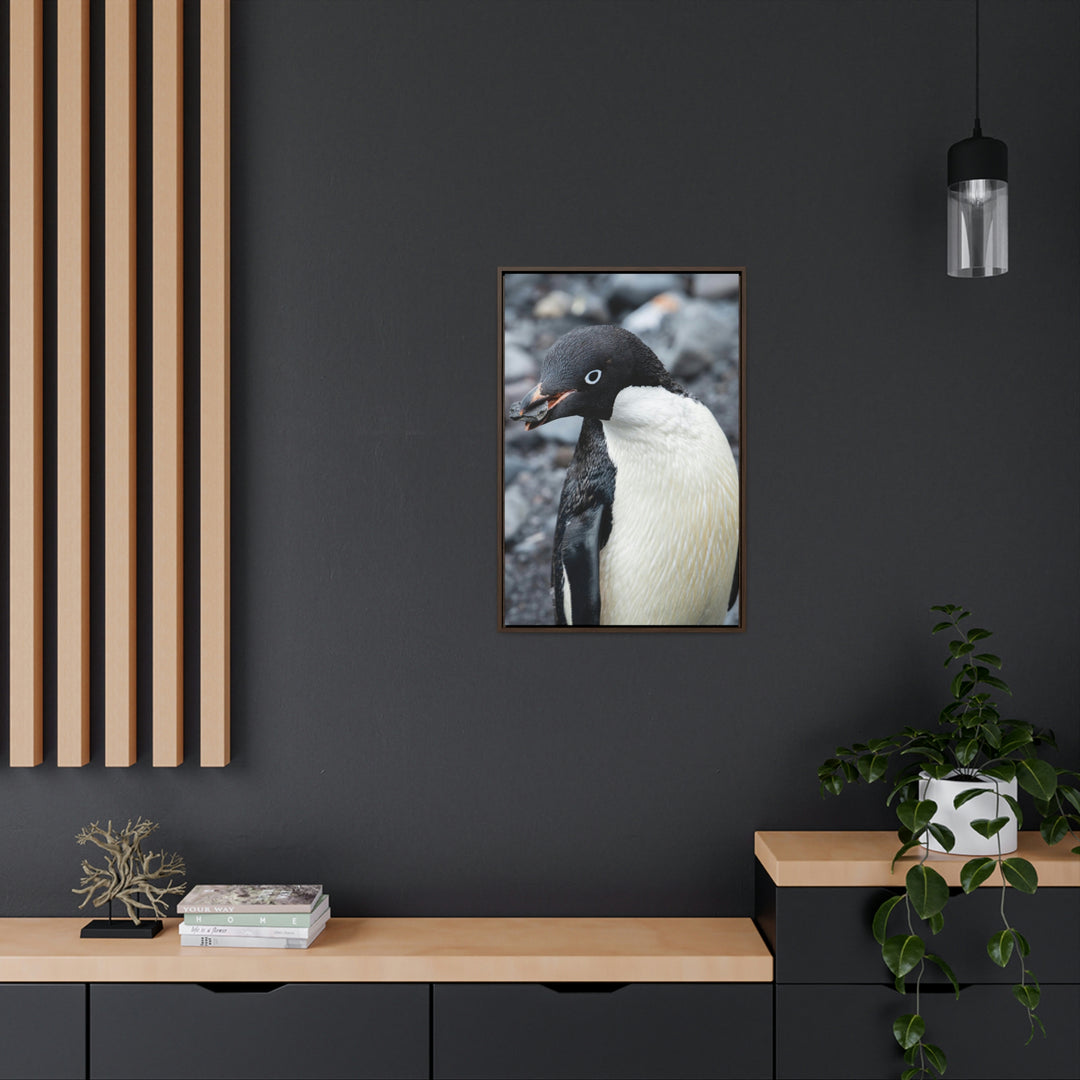 A Penguin's Pebble - Canvas with Frame