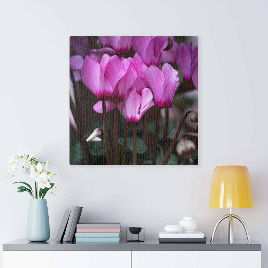 Cyclamen Reach - Canvas