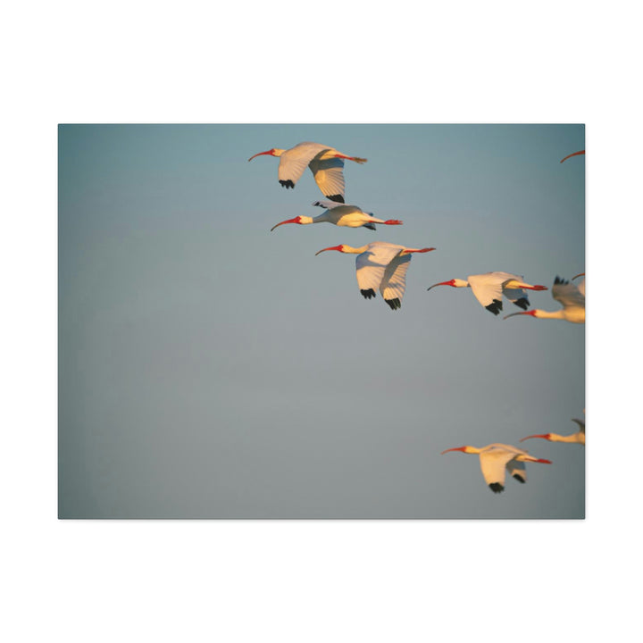 White Ibis in Flight - Canvas