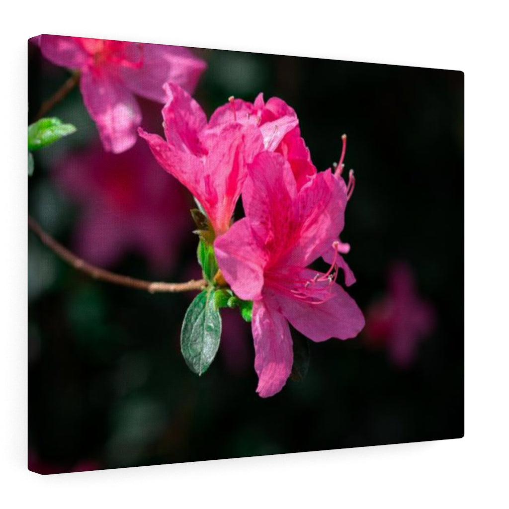 Standout Azalea - Canvas