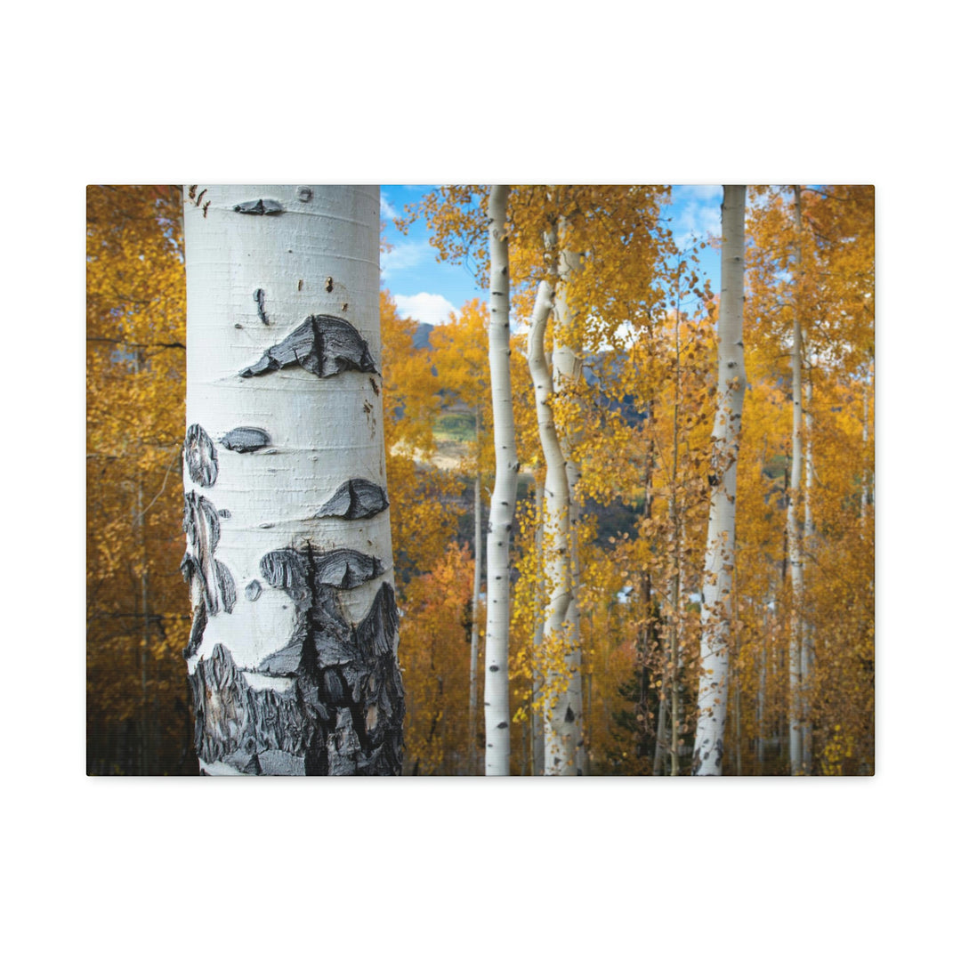 Aspens Changing - Canvas