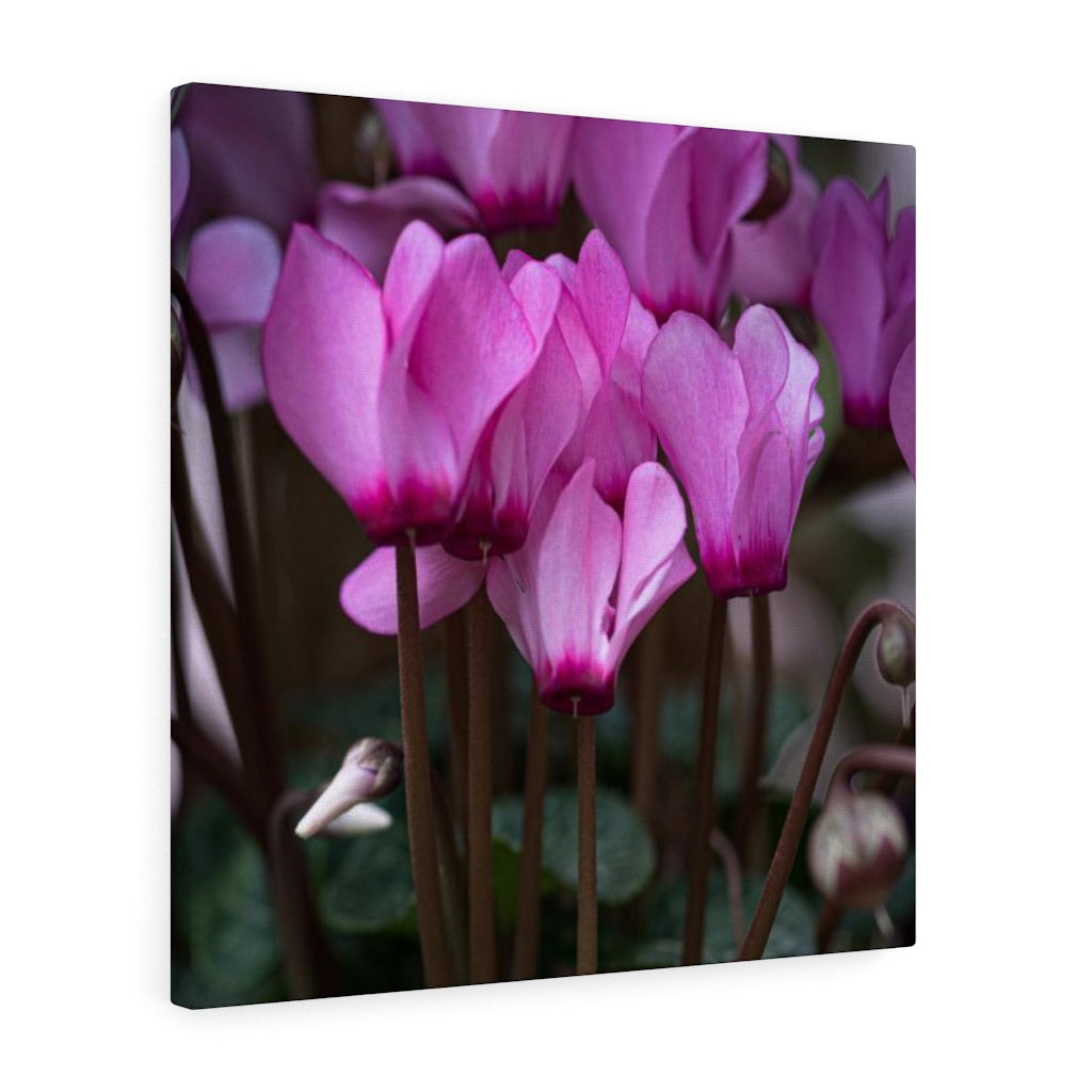 Cyclamen Reach - Canvas