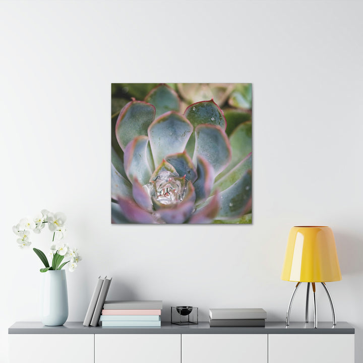 Stunning Succulent - Canvas