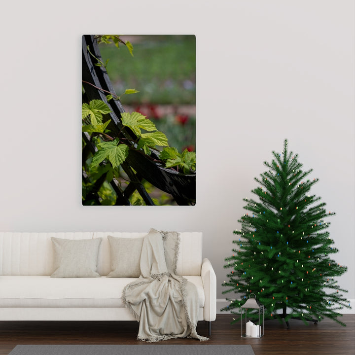 Ivy-Covered Fence - Canvas