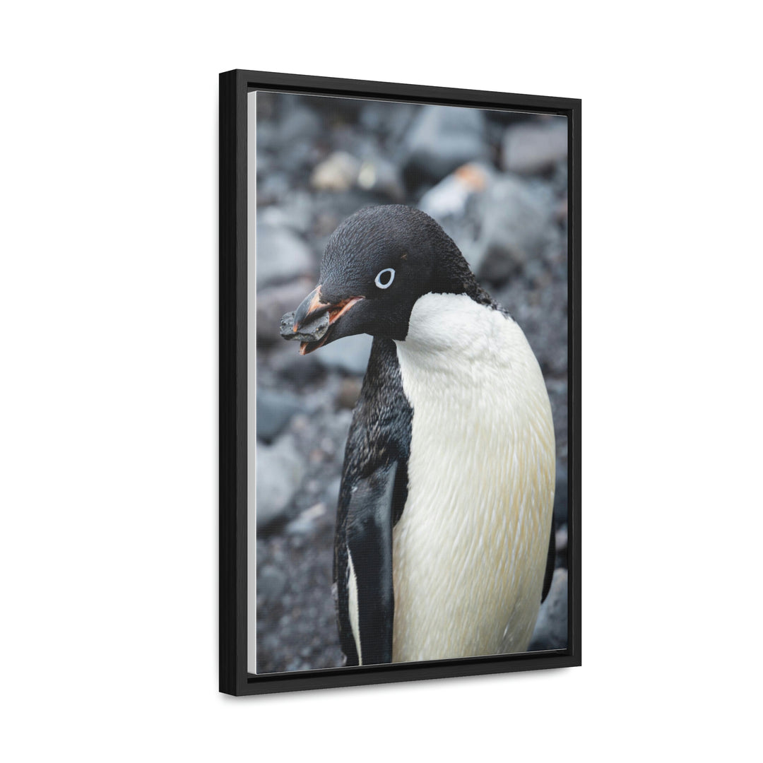 A Penguin's Pebble - Canvas with Frame