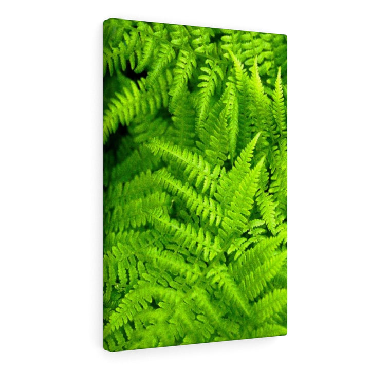 Ferns, Ferns, Ferns - Canvas