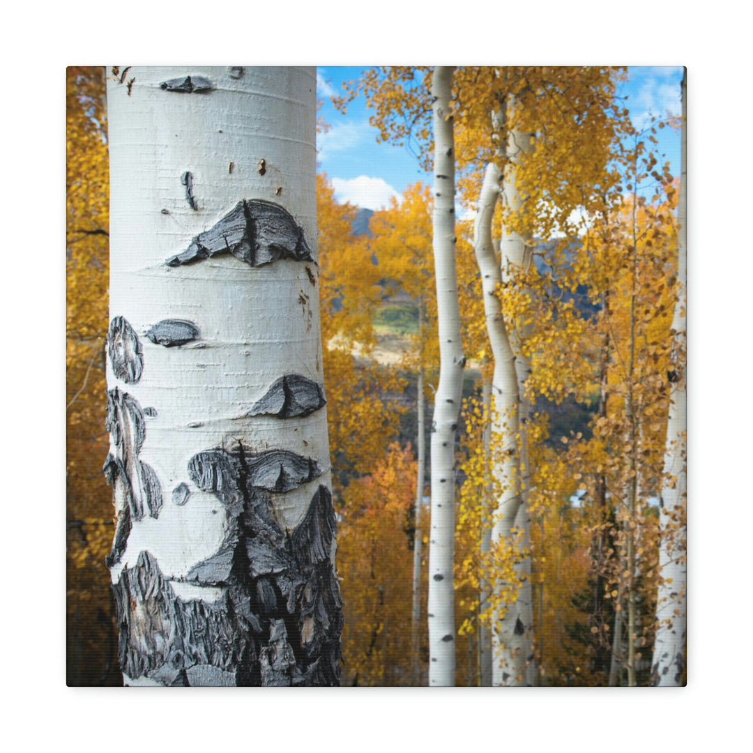 Aspens Changing - Canvas