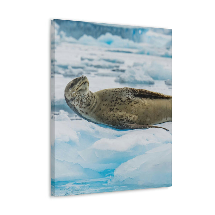 Leopard Seal Relaxing - Canvas