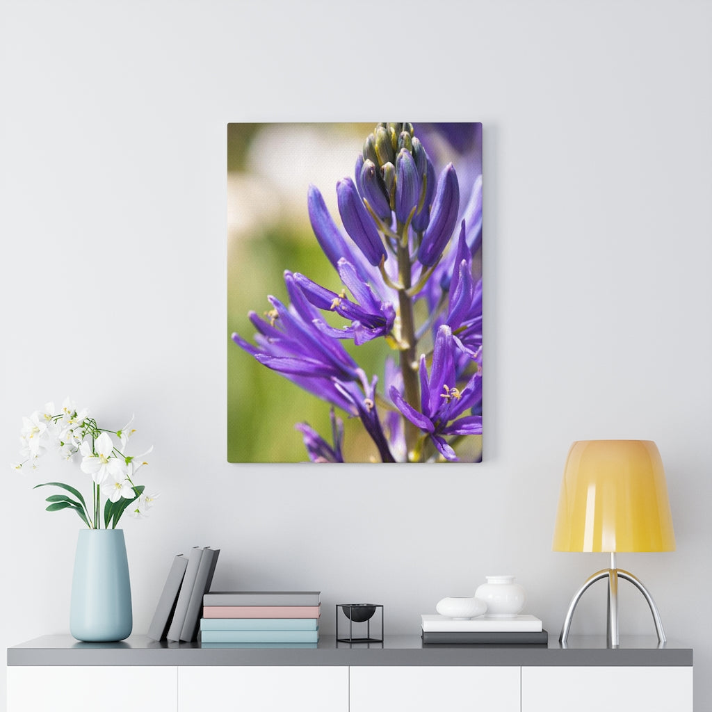 Camas in Bloom - Canvas