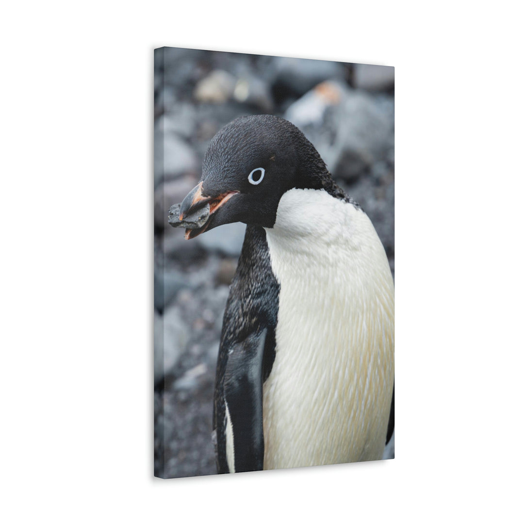 A Penguin's Pebble - Canvas