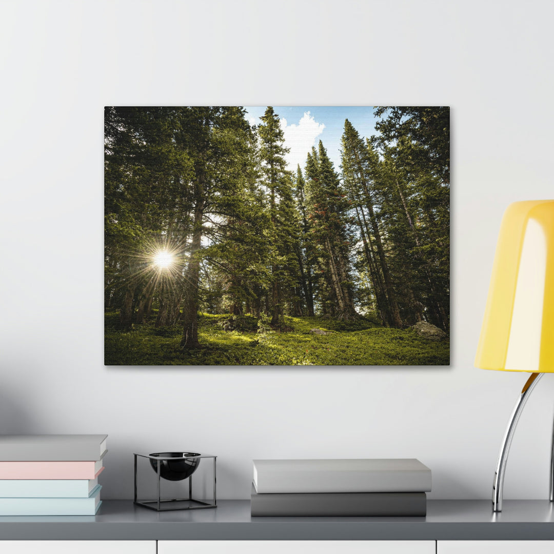 Forest Light - Canvas