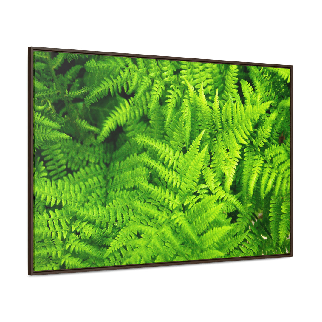 Ferns, Ferns, Ferns - Canvas with Frame