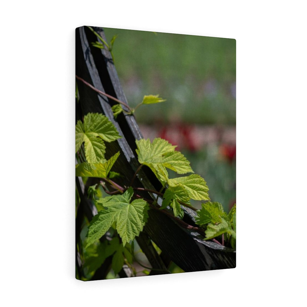 Ivy-Covered Fence - Canvas