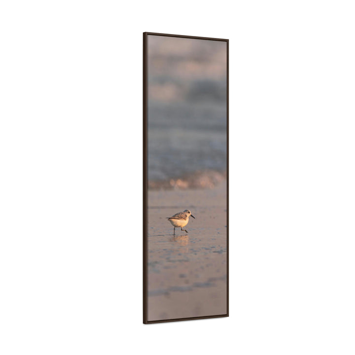 Sanderling in Soft Dusk Light - Canvas with Frame