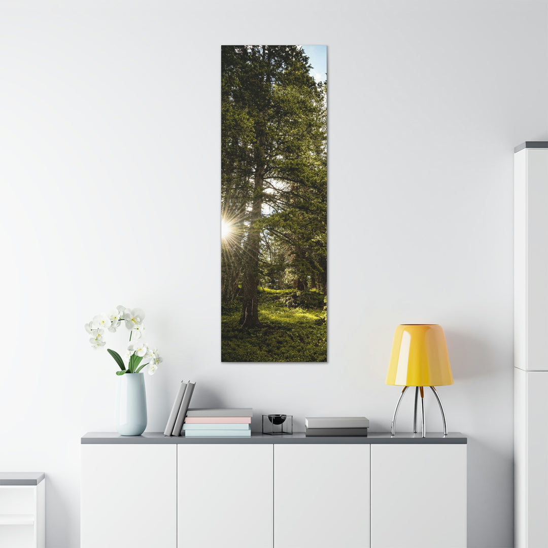 Forest Light - Canvas