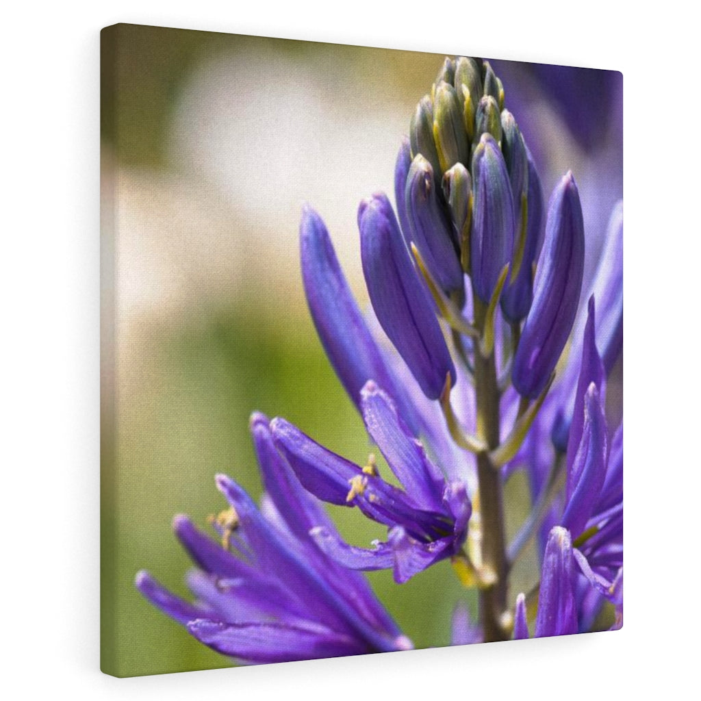 Camas in Bloom - Canvas