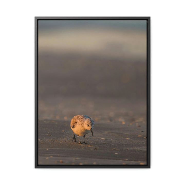 Feeding Sanderling - Canvas with Frame