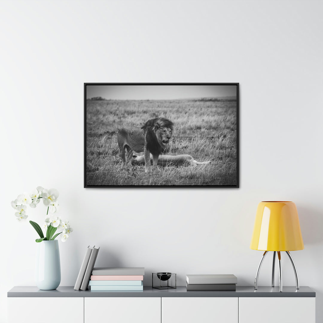 Mating Lions in Black and White - Canvas with Frame